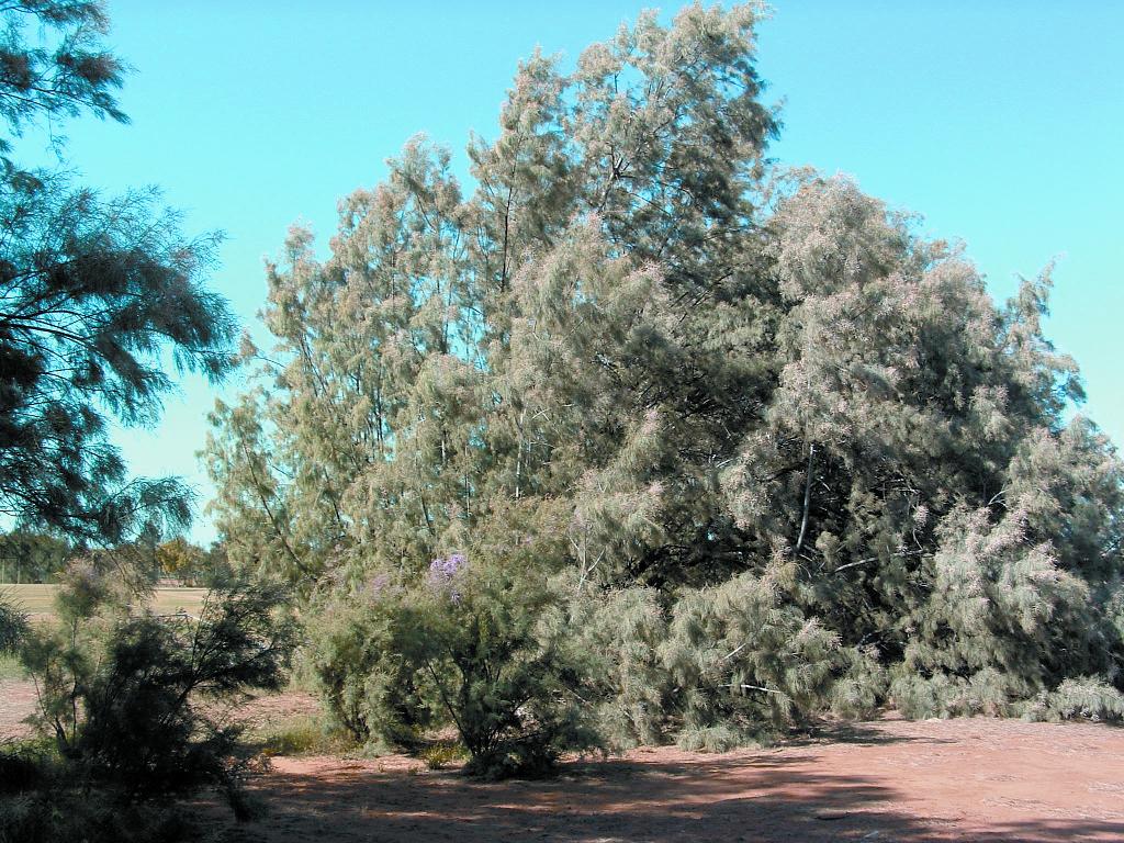 tamarisk-tree